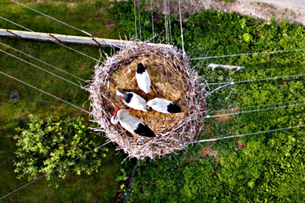 Fotka č.7 z dronu - čapí hnízdo v Polsku